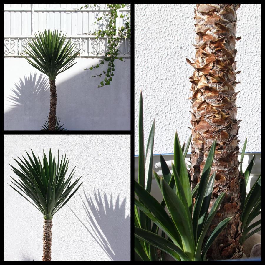 Ferienwohnung Toca Do Lobo Charneca  Exterior foto